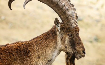 Simien Mountain Trekking