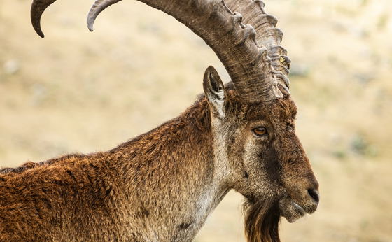 Simien Mountain Trekking
