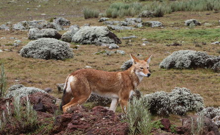 Bale Mountains & Lake Langano