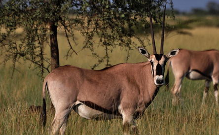 2 Days Trip to Awash National Park