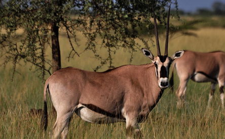 2 Days Trip to Awash National Park