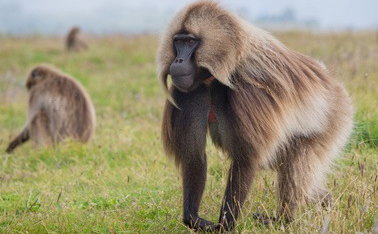 Short Trip to Gondar & Kossoye