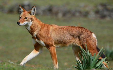 9 Days Wildlife Tour in Ethiopia