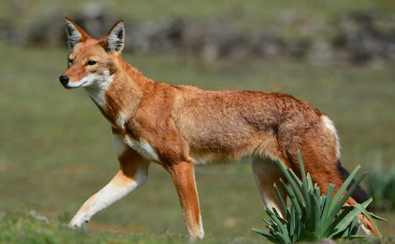 9 Days Wildlife Tour in Ethiopia
