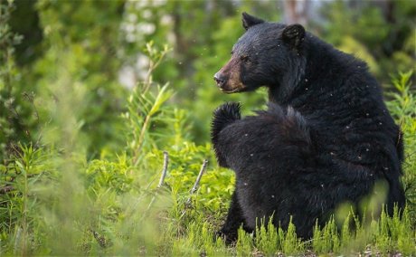 Photo credit: Bohopro - Whistler BC, Black Bear - Bear Tours