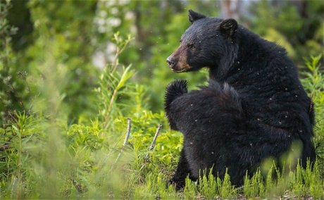 Photo credit: Bohopro - Whistler BC, Black Bear - Bear Tours Photo credit: Bohopro - Whistler BC, Black Bear - Bear Tours
