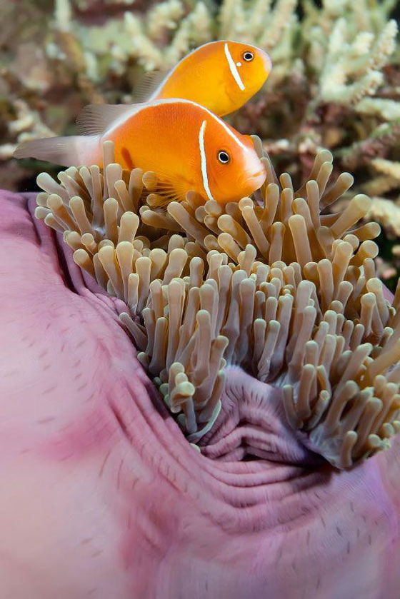 Colourful clownfish swimming among coral at Dolphin Island