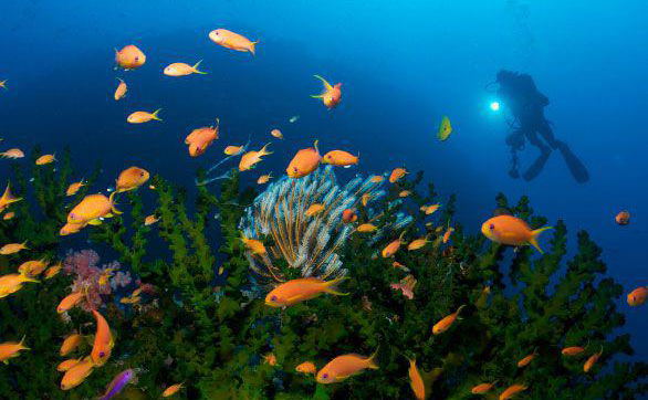 Diver exploring coral reefs in clear waters around Dolphin Island Diver exploring coral reefs in clear waters around Dolphin Island