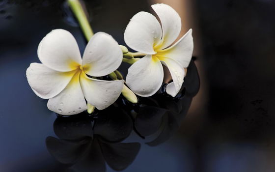 Frangipani flowers decorating a tropical setting at Dolphin Island