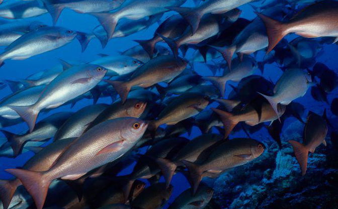 Private Fishing Experiences in Fiji Waters