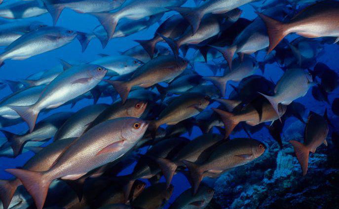 Vibrant school of tropical fish on a coral reef near Dolphin Island Vibrant school of tropical fish on a coral reef near Dolphin Island