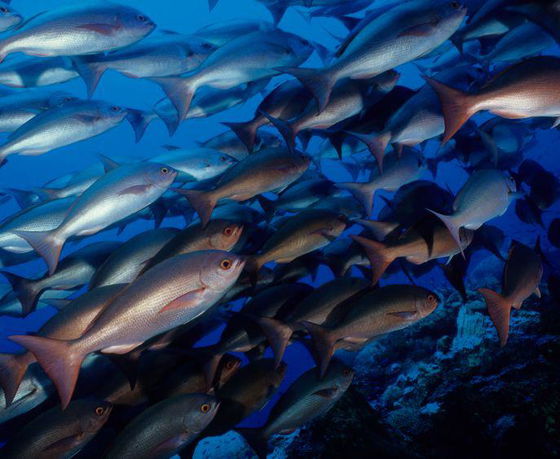 Vibrant school of tropical fish on a coral reef near Dolphin Island