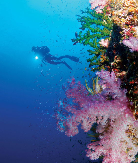 Diver exploring coral reefs in clear waters around Dolphin Island