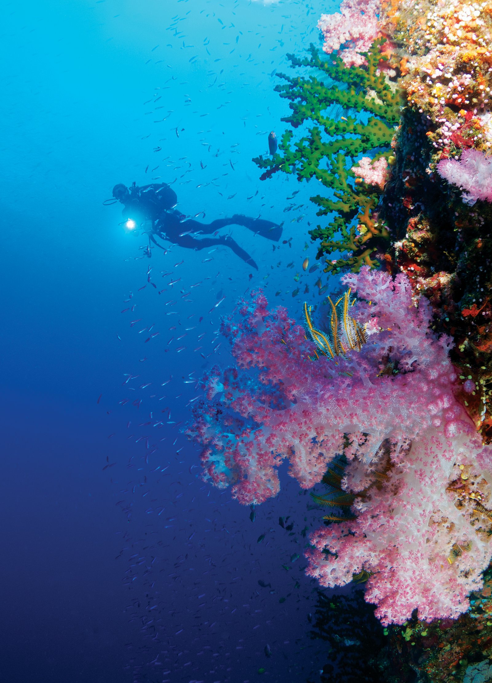 Diver exploring coral reefs in clear waters around Dolphin Island
