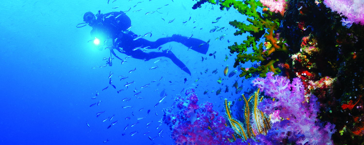 Diver exploring coral reefs in clear waters around Dolphin Island