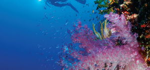 Diving and Waterfall Experiences