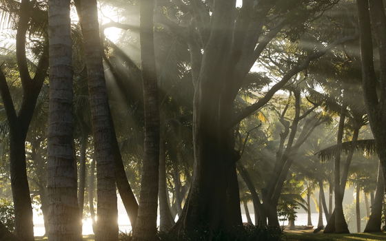 Lush tropical rainforest canopy on Dolphin Island