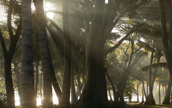 Lush tropical rainforest canopy on Dolphin Island