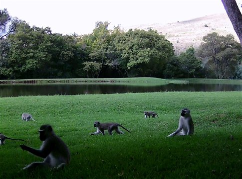 Trailcam Vervet Monkeys