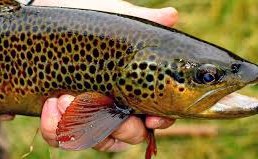 Stock the Top First Dam with Trout Stock the Top First Dam with Trout