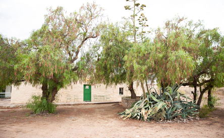 Peperboom