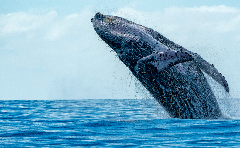 Humpback whale breaching Humpback whale breaching