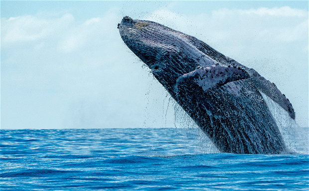 Humpback whale breaching