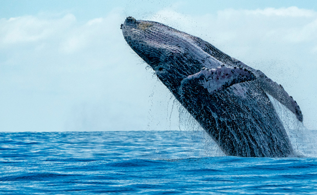 Humpback whale breaching Humpback whale breaching