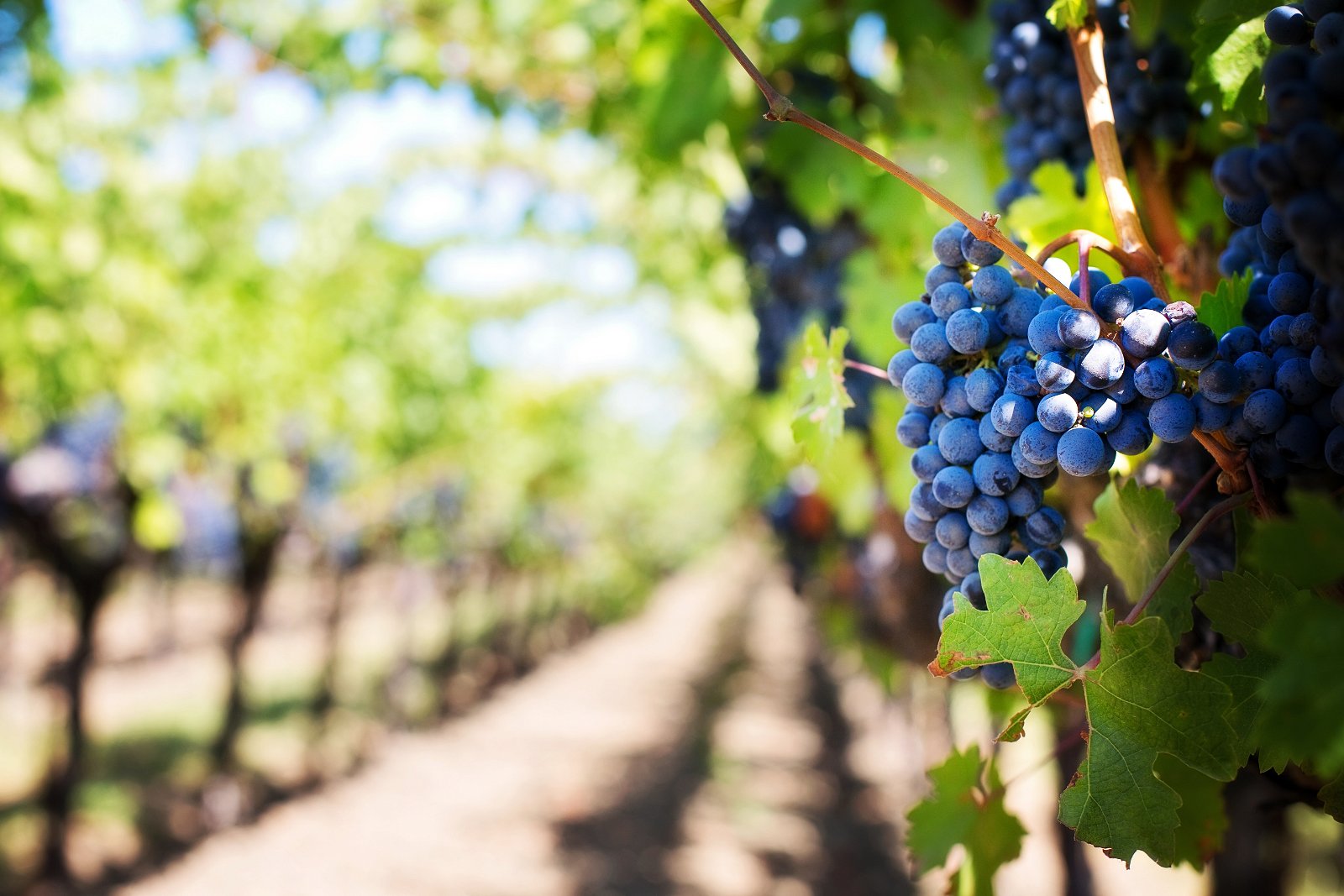 Explore the Winelands