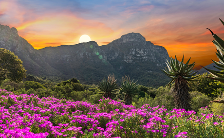 Sun over the mountains at Kirstenbosch Botanical Gardens