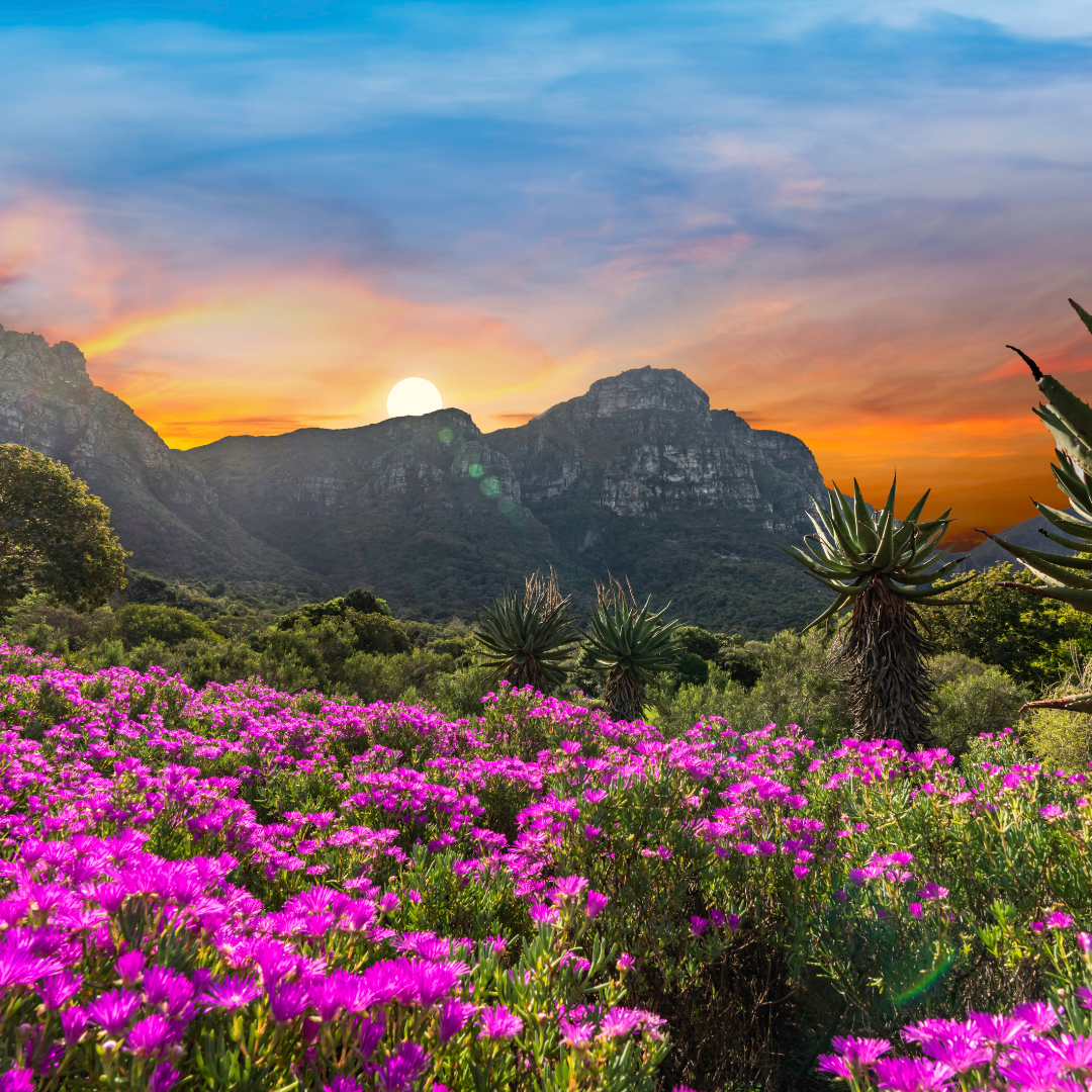 Kirstenbosch Botanical Gardens.