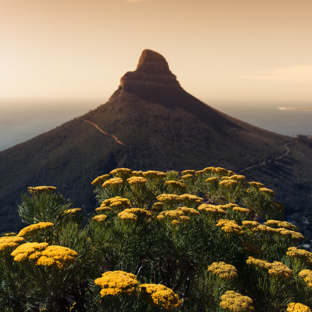 Explore the beauty of Lion's Head with fewer crowds.