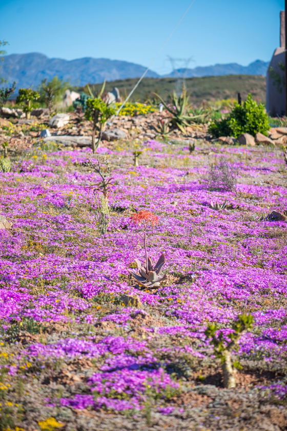 Fossil Hills springtime 