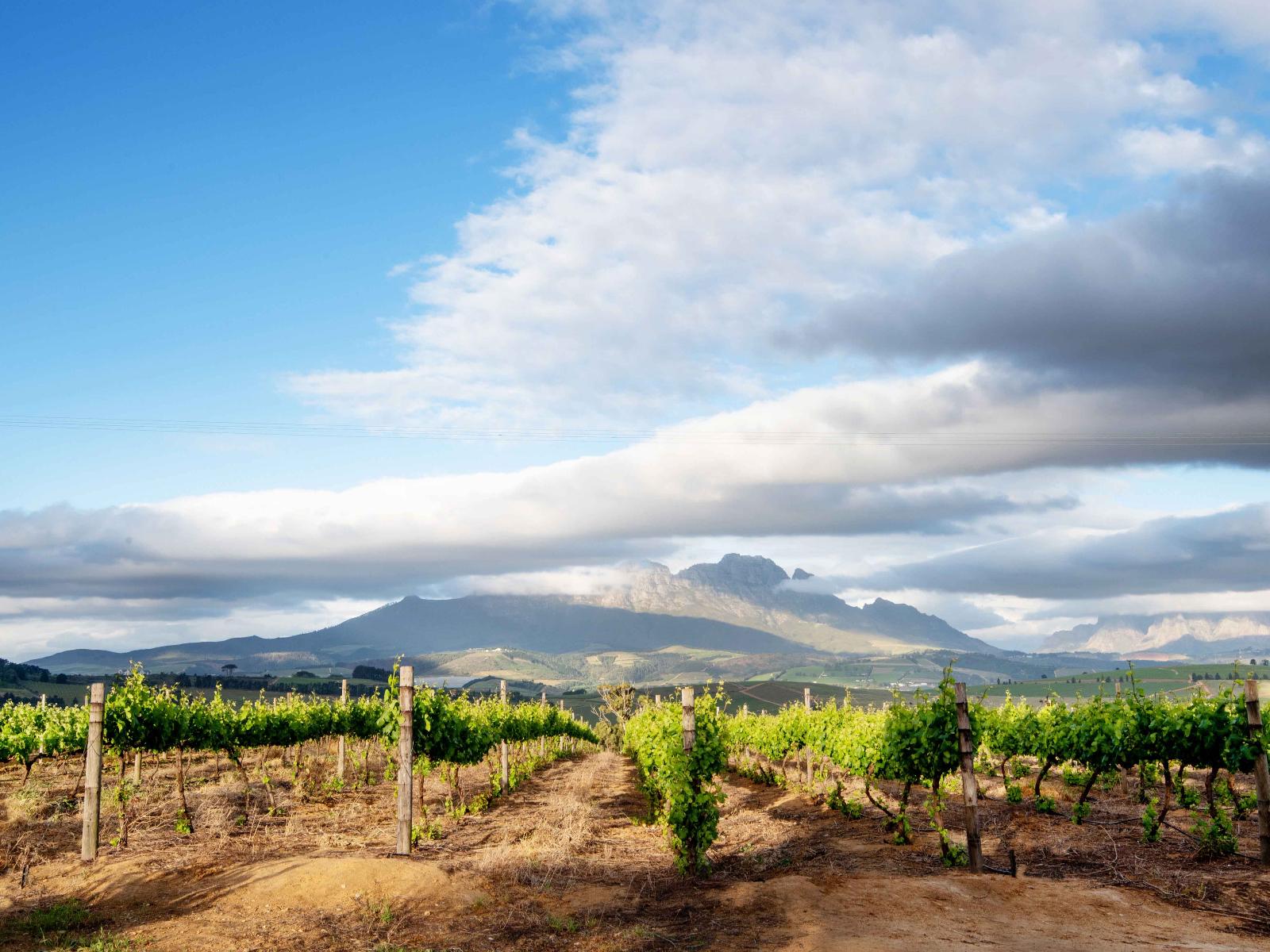 cabin in the winelands