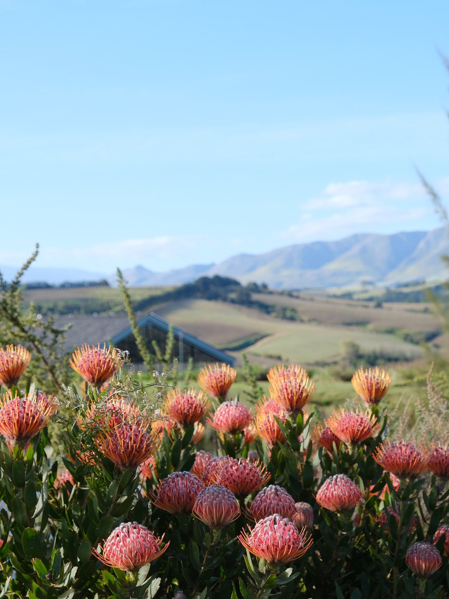 Libertas House, family getaway, nature escape