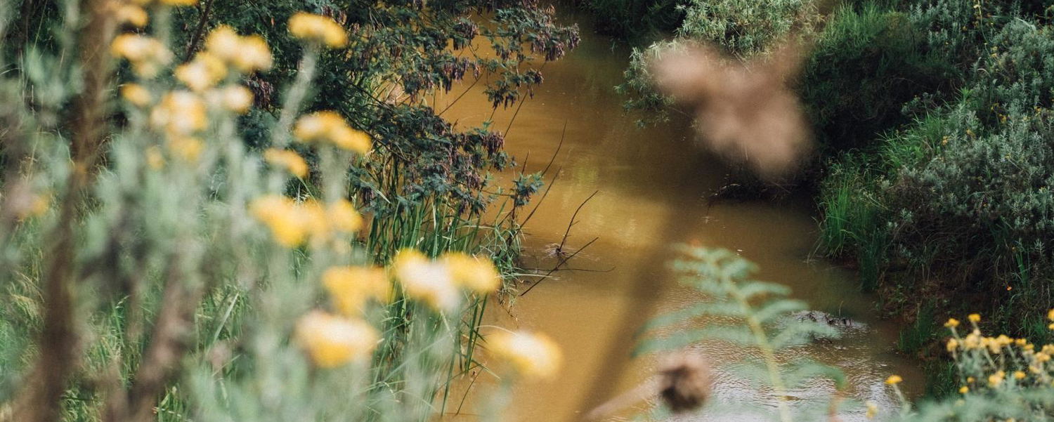 Nature Escape