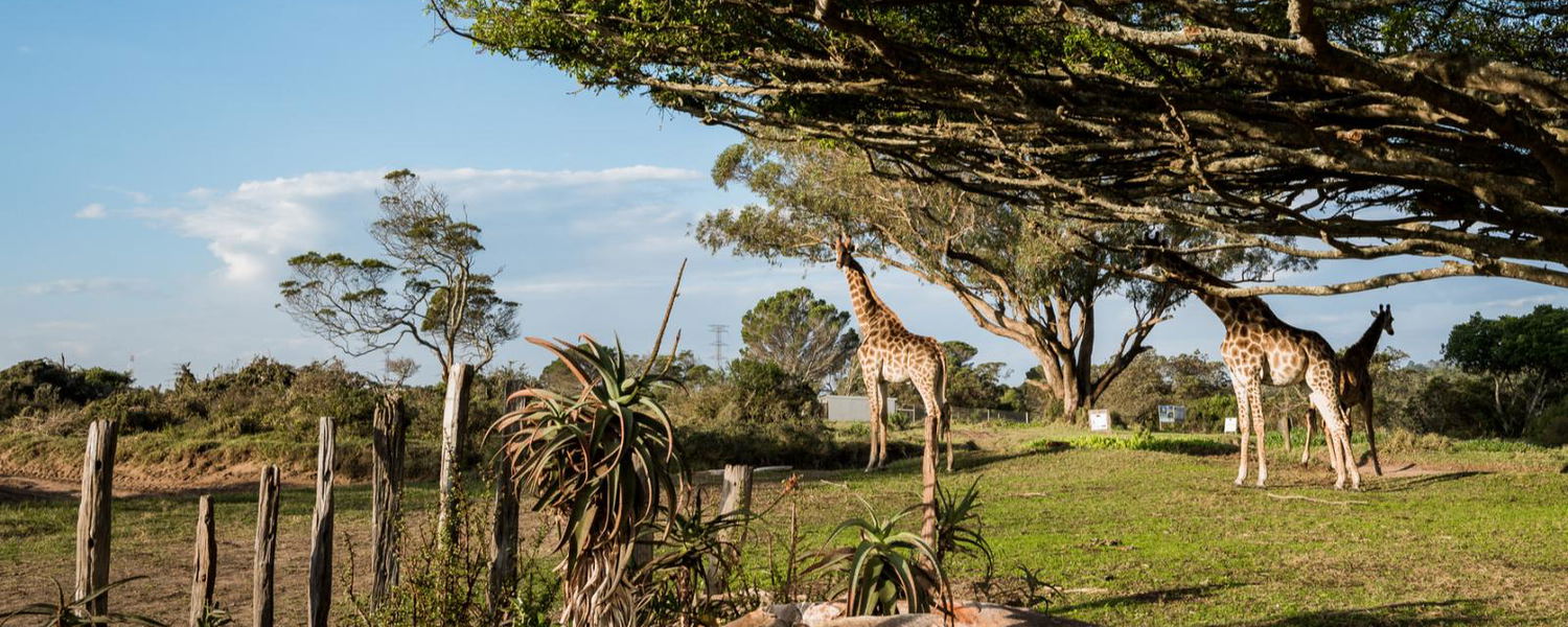 Nyala Cabin