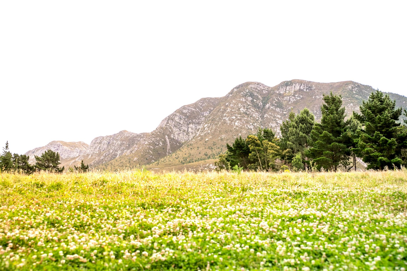 Hermanus