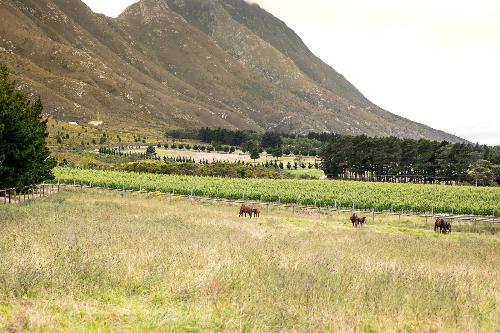 Stud Farm, Hermanus