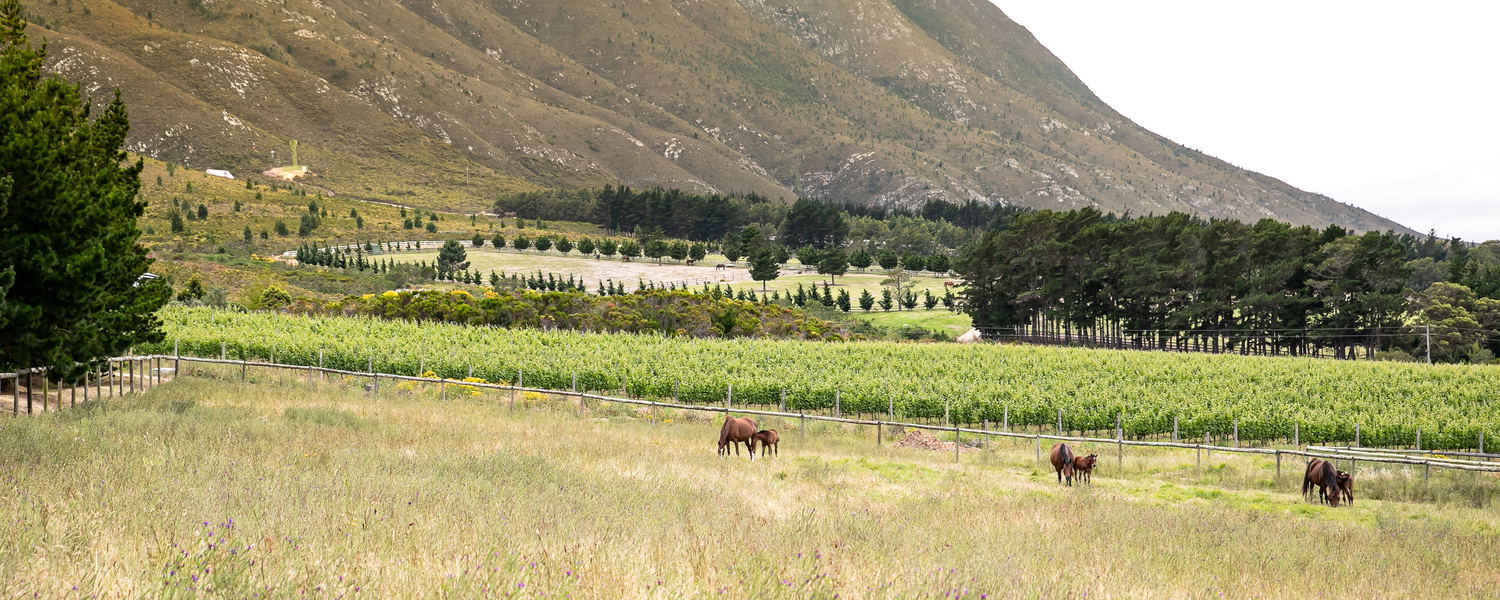 Stud Farm, Hermanus