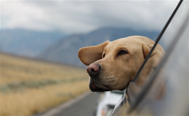 Pet Friendly Accommodation Pet Friendly Accommodation