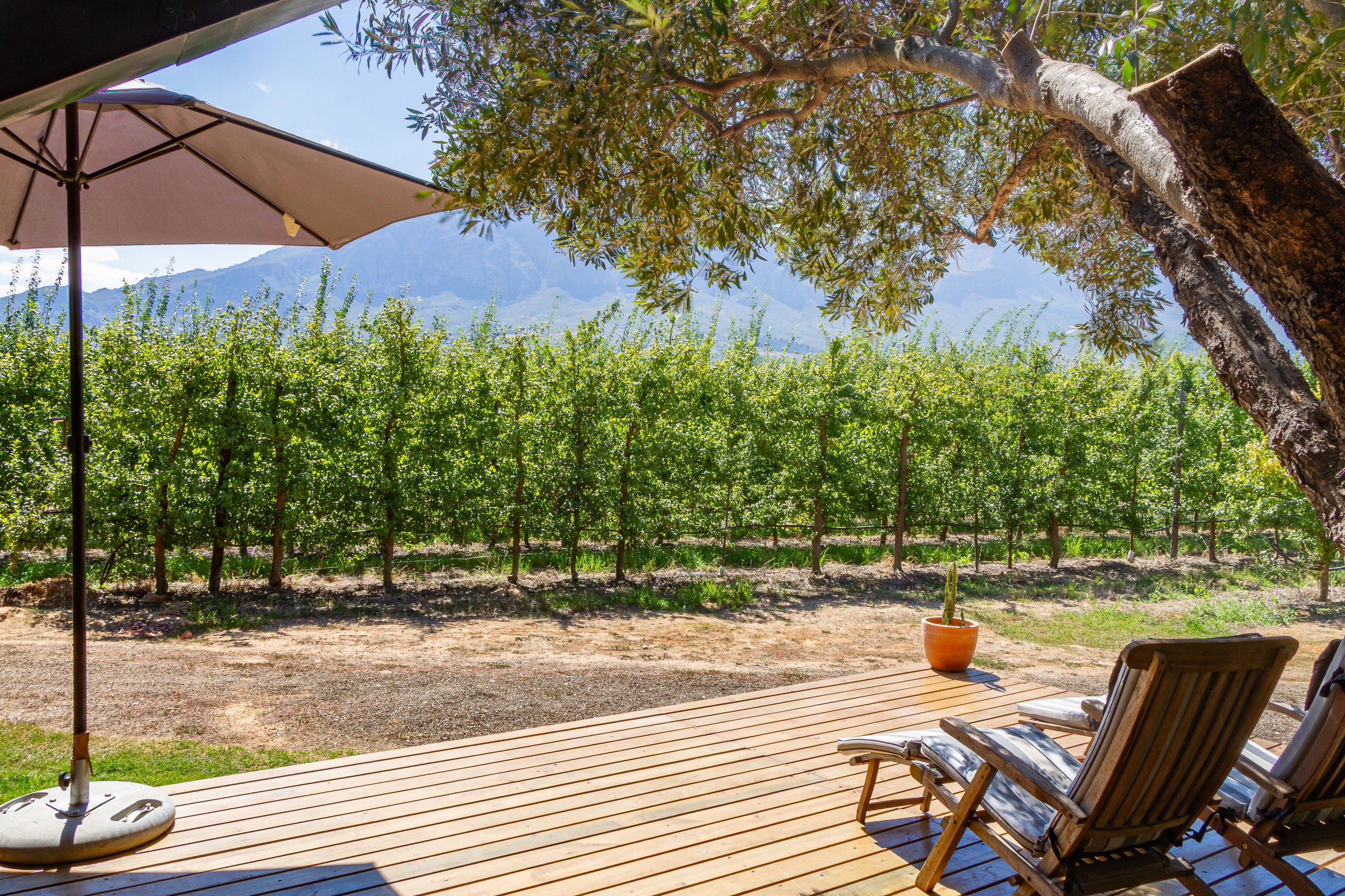 Romantic Cottage in the winelands