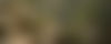 Pet friendly accommodation, dog friendly vacation