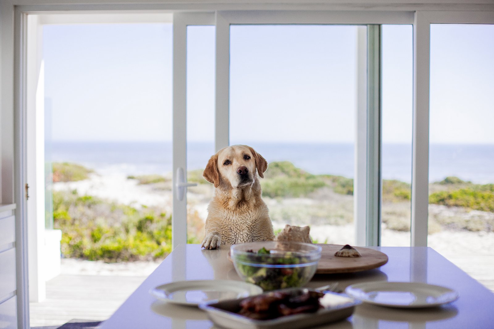 Pet Friendly Stays