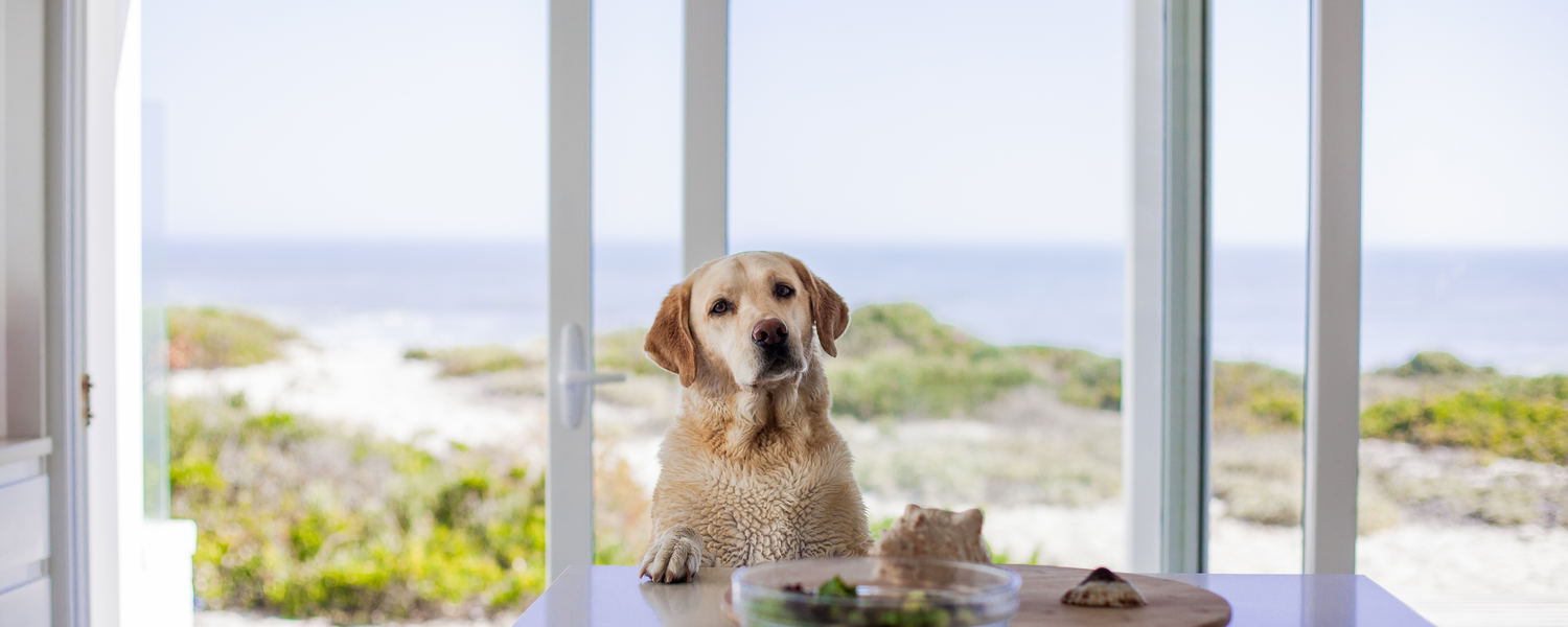 Pet Friendly Stays