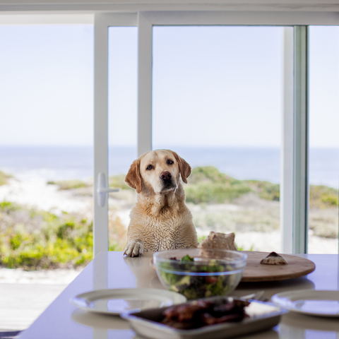 Pet Friendly Stays