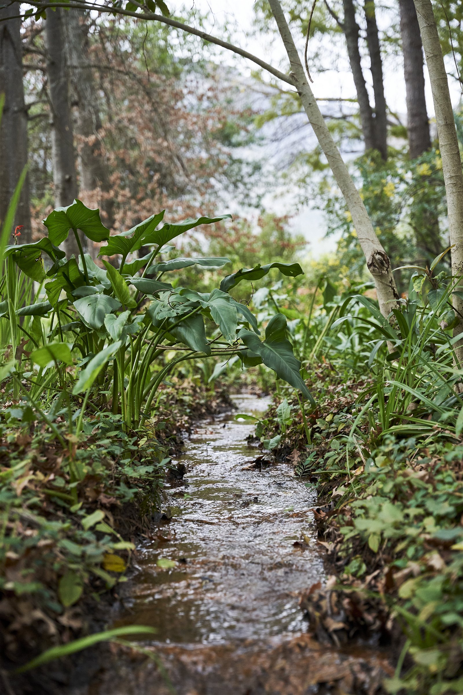 Stellenbosch, stream next to cabin