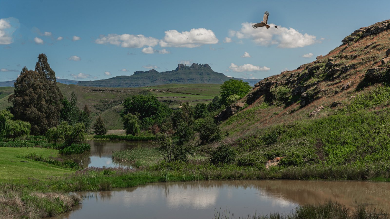Underberg