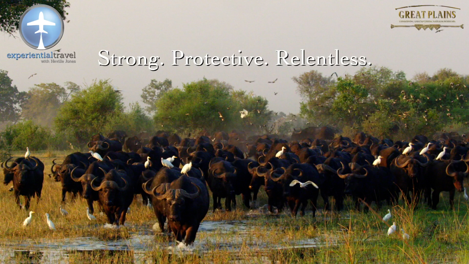 Buffalo Herd