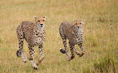 Cheetah mother takes her cub for a training run Cheetah mother takes her cub for a training run